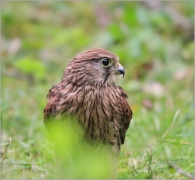 <p>POŠTOLKA OBECNÁ (Falco tinnunculus) /Common kestrel - Turmfalke/</p>